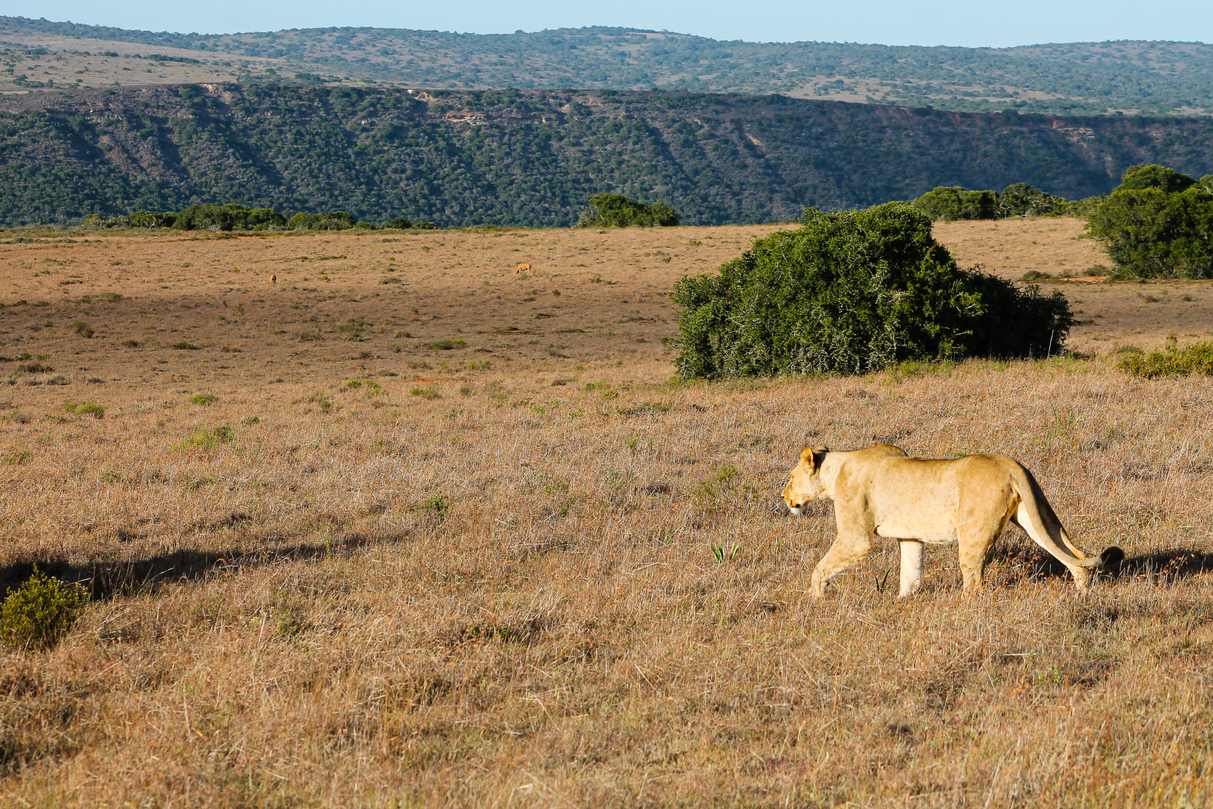 amakhala game reserve (4).webp